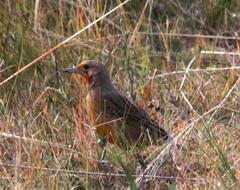 Macronyx capensis colletti