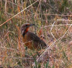 Macronyx capensis colletti