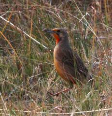 Macronyx capensis colletti