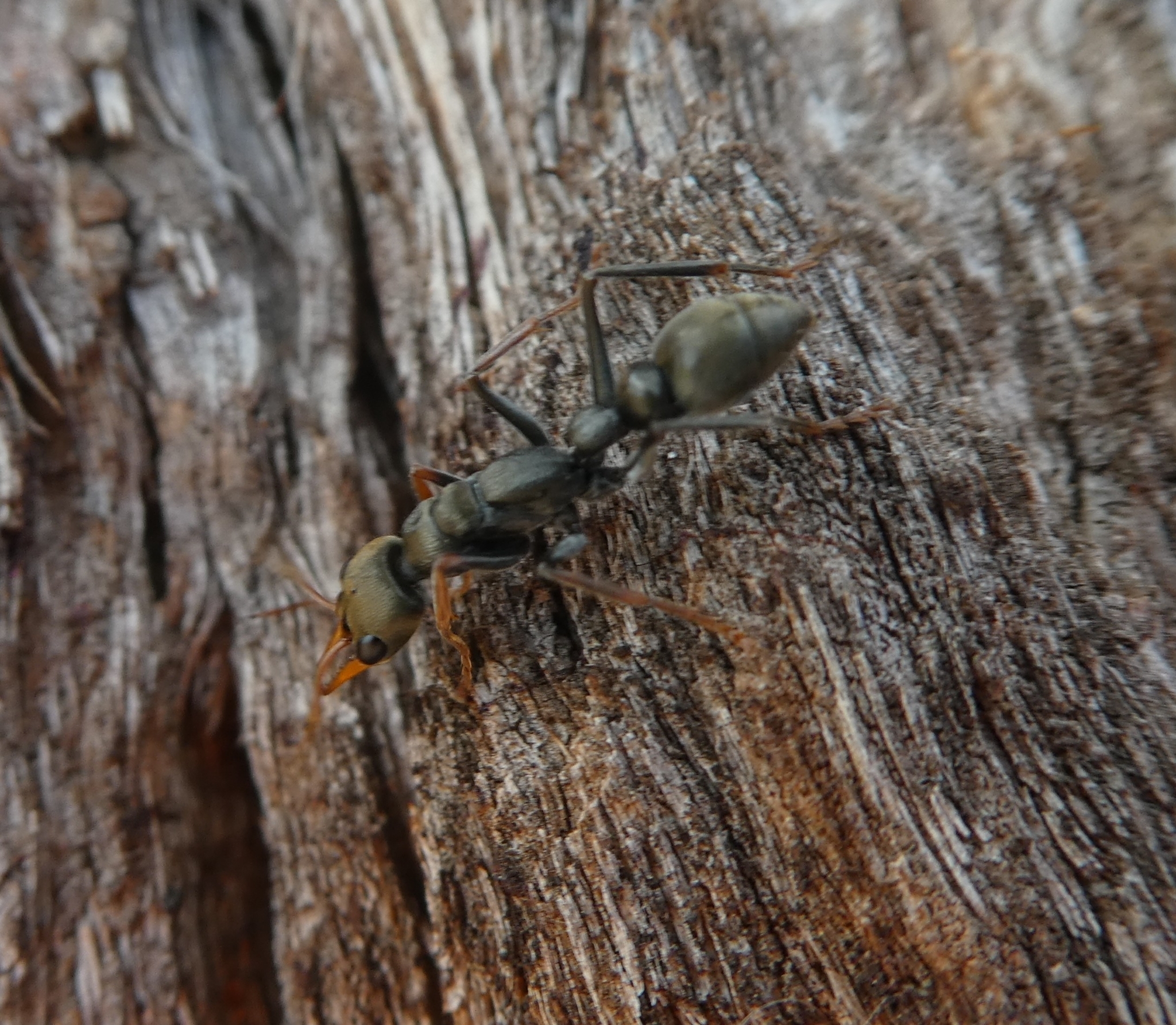 Myrmecia impaternata