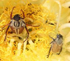 Lepithrix pseudolineata