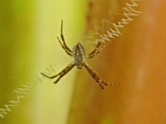 Araneae