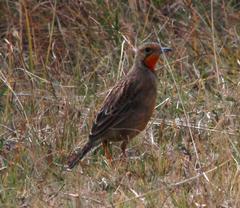 Macronyx capensis colletti