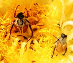 Lepithrix pseudolineata