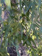 Brachychiton gregorii