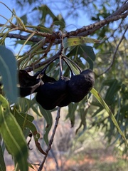 Brachychiton gregorii