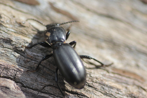 Cardiothorax behri · iNaturalist