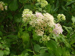 Gymnanthemum capense