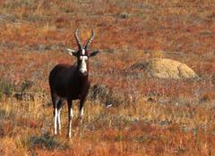 Damaliscus pygargus phillipsi