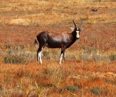 Damaliscus pygargus phillipsi