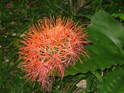 Kaffier Almanac Flower (Subspecies Scadoxus multiflorus katharinae ...