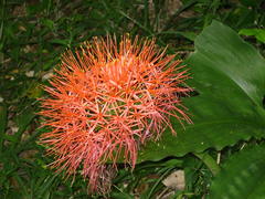 Scadoxus multiflorus katharinae