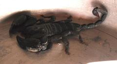 Opisthacanthus capensis