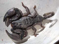 Opisthacanthus capensis