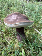Tylopilus alboater
