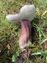 Tylopilus alboater