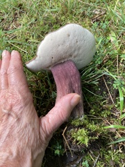 Tylopilus alboater