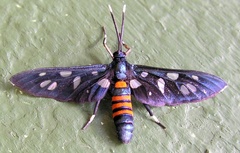 Amata schellhorni