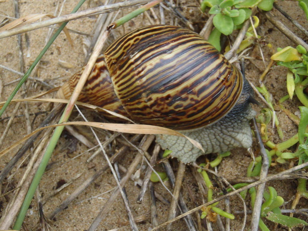 Agate Snails