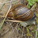 Agate Snails - Photo (c) Nicola van Berkel, some rights reserved (CC BY-SA), uploaded by Nicola van Berkel