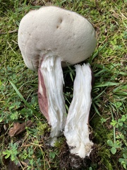 Tylopilus alboater