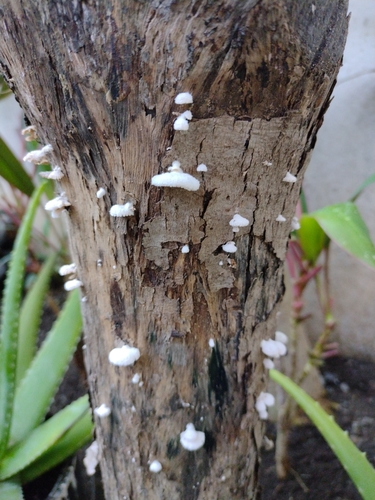 Schizophyllaceae image