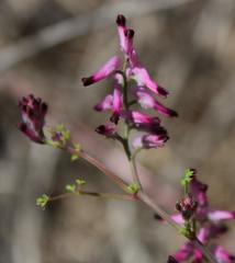 Fumaria muralis muralis