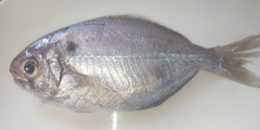 Japanese Butterfish photo 3