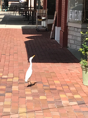 Bubulcus ibis