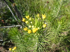 Euryops linifolius
