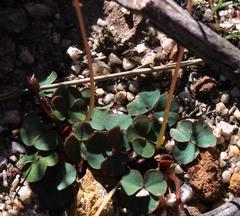 Oxalis commutata commutata