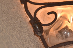 Halyomorpha halys