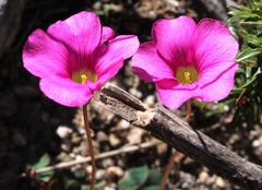 Oxalis commutata commutata