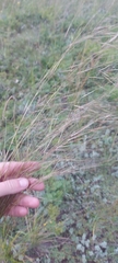 Stipa capillata