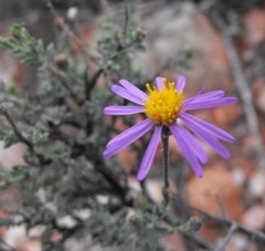 Felicia brevifolia