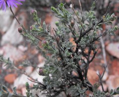 Felicia brevifolia