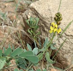 Senna italica arachoides