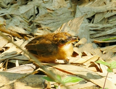 Pellorneum ruficeps