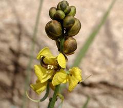 Senna italica arachoides