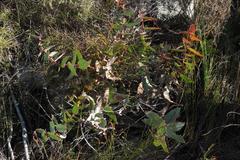 Protea amplexicaulis