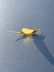 Pentagenia vittigera