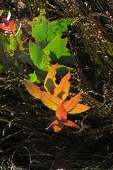 Protea amplexicaulis