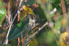 Acrocephalus agricola