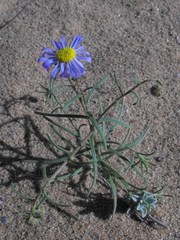 Felicia microsperma