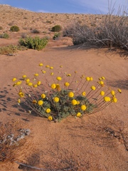 Foveolina dichotoma