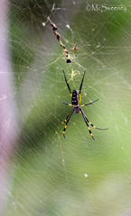 Trichonephila senegalensis