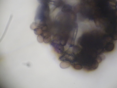 Choanephora infundibulifera