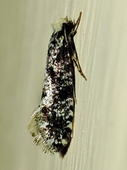 Nemapogon granella