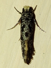 Nemapogon granella