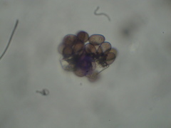 Choanephora infundibulifera